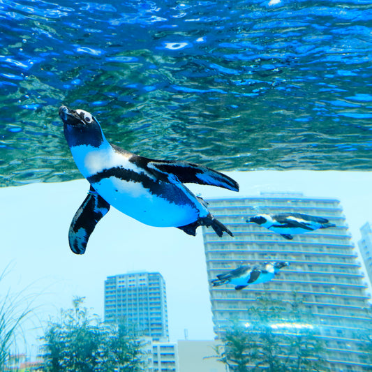 サンシャイン水族館 入場券 ギフトチケット